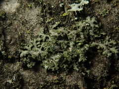 Phaeophyscia nigricans