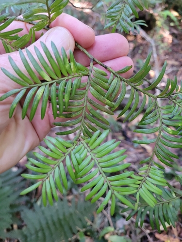 Miro (Pectinopitys ferruginea)