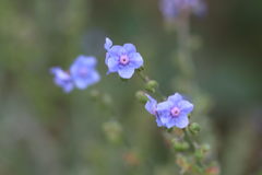 Cynoglossum amabile