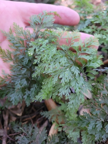 drooping filmy fern (Hymenophyllum demissum)