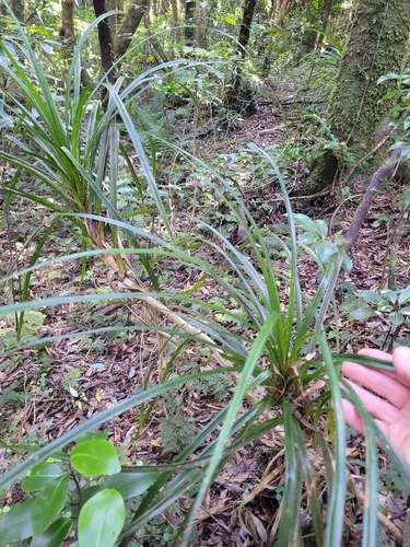 Kiekie (Freycinetia banksii)