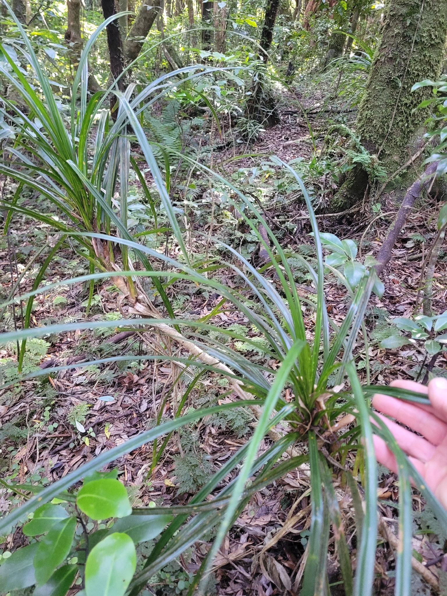 Kiekie (Freycinetia banksii)