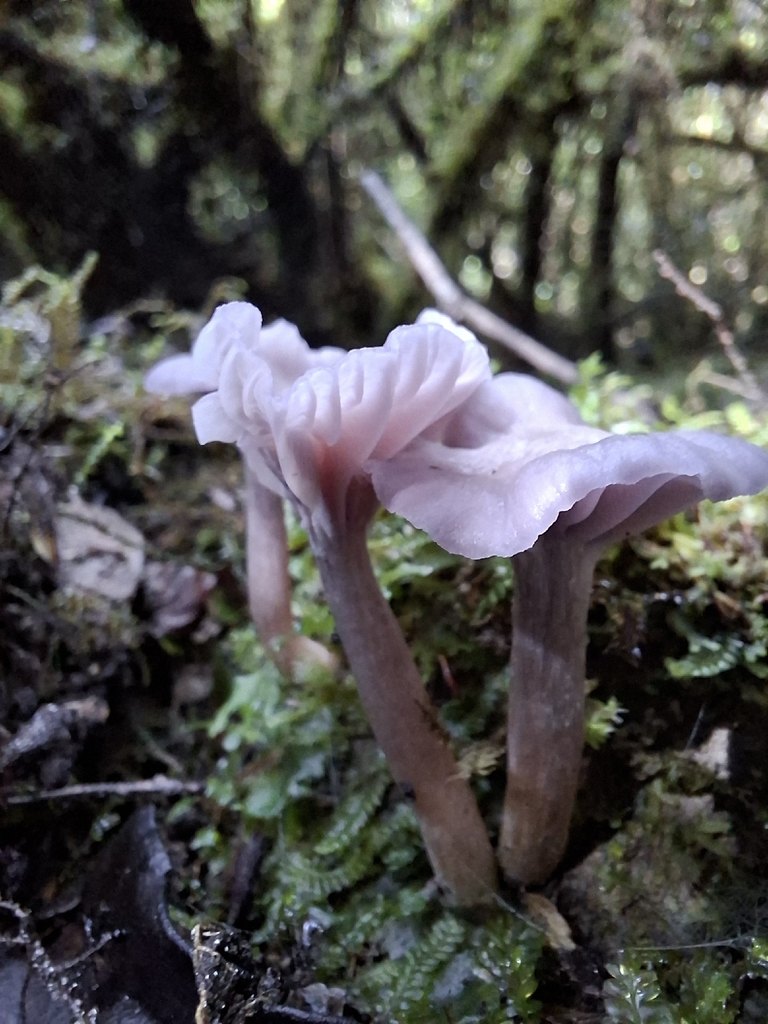 Hygrocybe reesiae