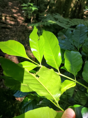 Kohekohe (Didymocheton spectabilis)