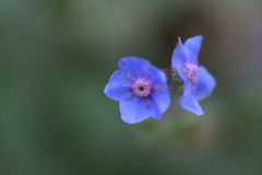 Cynoglossum amabile