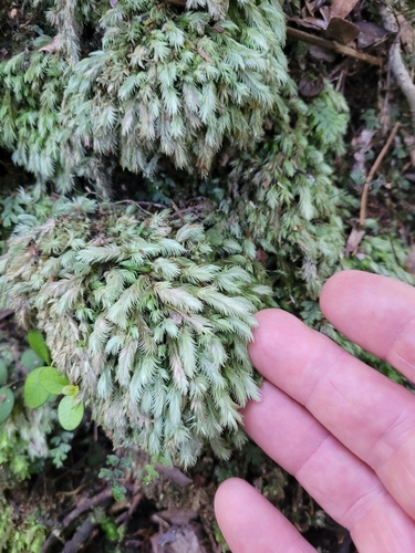 Milk moss (Leucobryum javense)