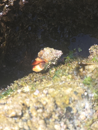 Stramonita haemastoma