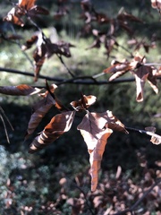 Fagus sylvatica