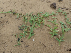 Thuarea involuta