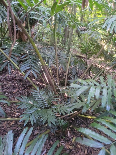King fern (Ptisana salicina)