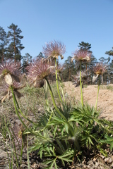 Pulsatilla patens