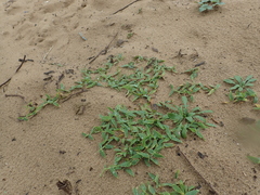 Thuarea involuta