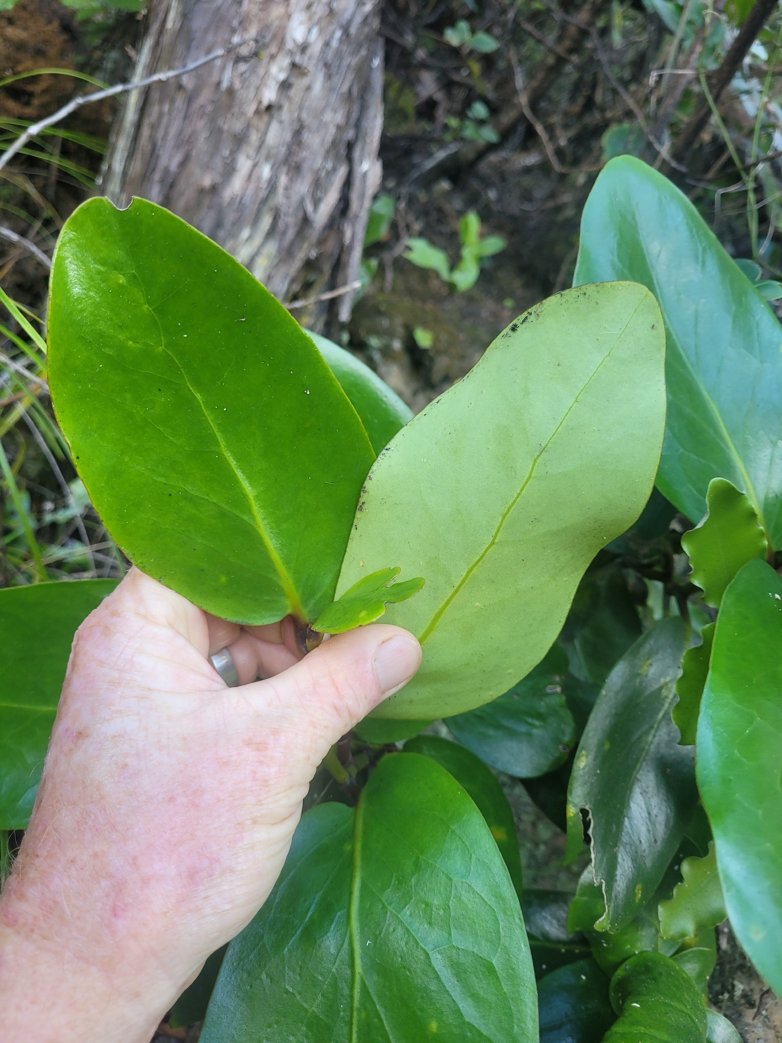 Puka (Griselinia lucida)