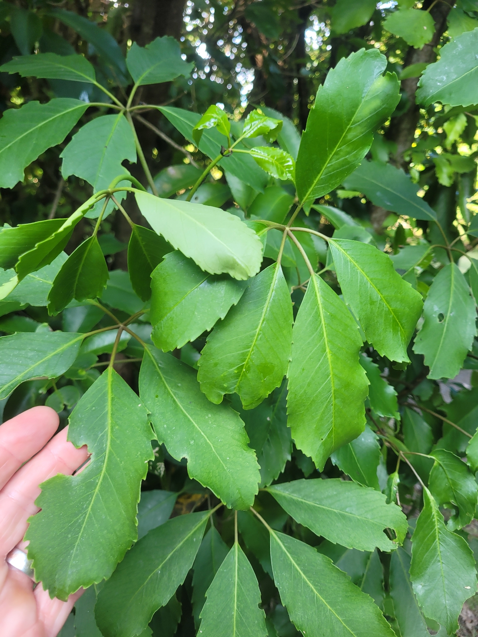 Five Finger (Pseudopanax arboreus)