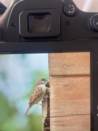Passer montanus