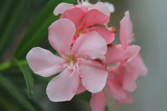 Nerium oleander