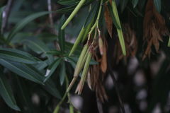 Nerium oleander
