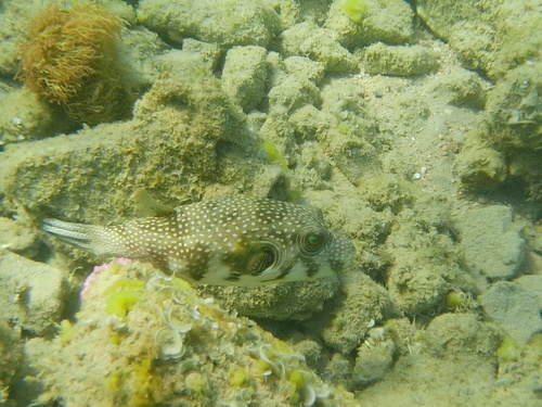 Arothron hispidus