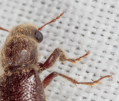 Melalgus plicatus