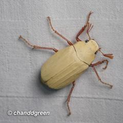 Cyphochilus apicalis