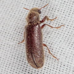 Melalgus plicatus