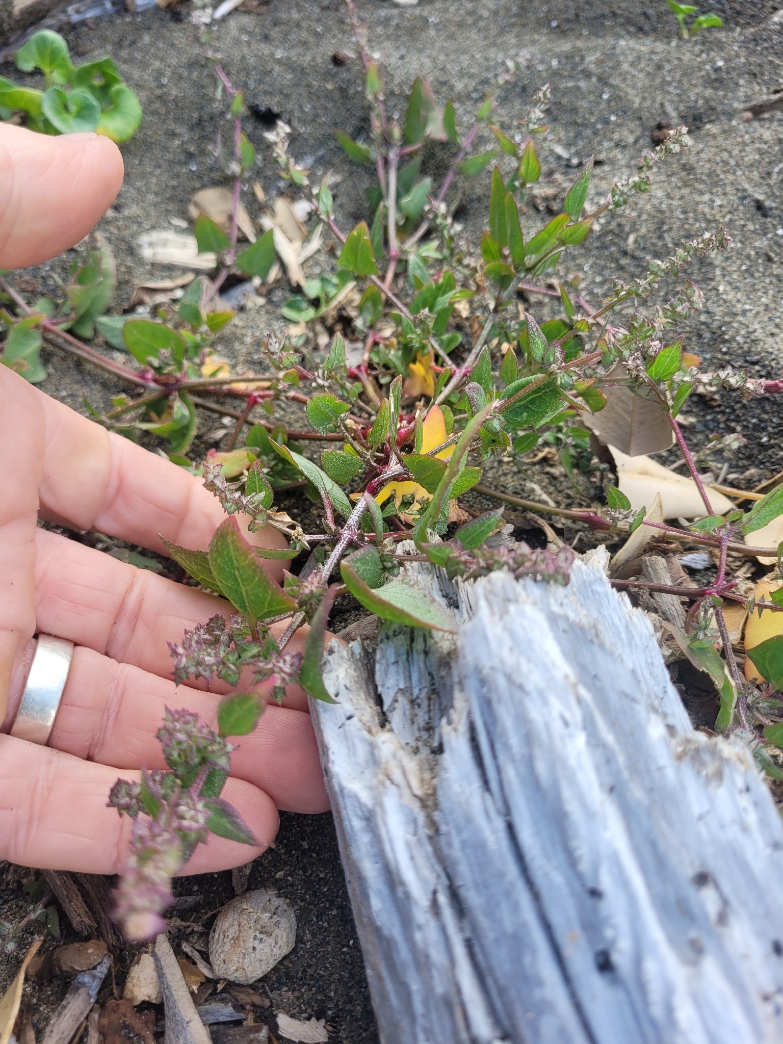 Triangle Orache (Atriplex prostrata)