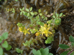 Sedum sasakii