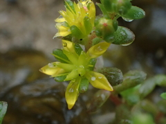 Sedum sasakii