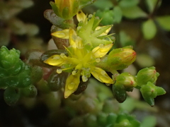 Sedum sasakii