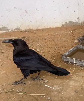 Brown-necked Raven