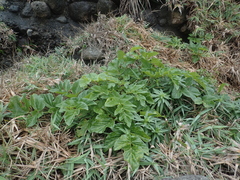 Angelica hirsutiflora
