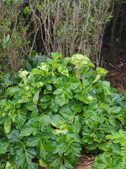 Angelica hirsutiflora
