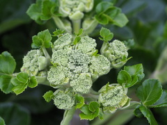 Angelica hirsutiflora