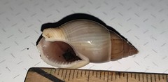 Nassarius dorsatus