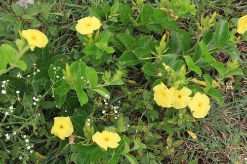 Image of Pentalinon luteum by (c) Brian Oakes Haiti Hunter, some rights reserved (CC BY)