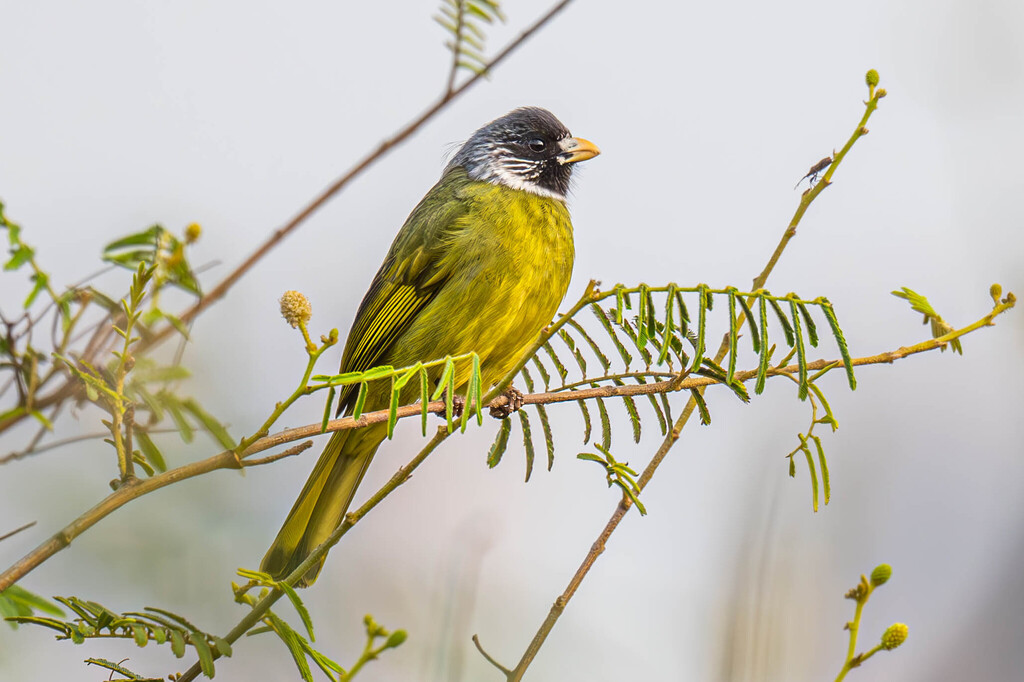 Collared Finchbill