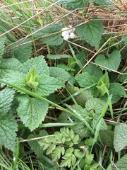 Lamium album