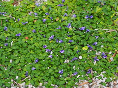 Ajuga pygmaea