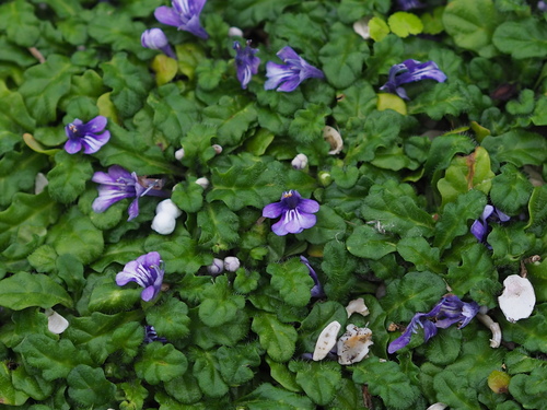Image of Ajuga pygmaea by no rights reserved