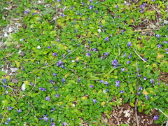 Ajuga pygmaea