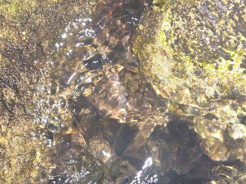 Thericium vulgatum