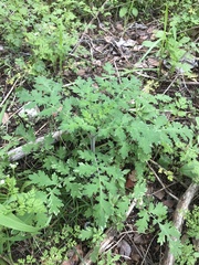 Phacelia congesta