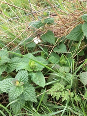 Lamium album