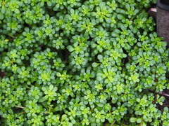 Sedum formosanum