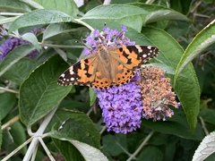 Vanessa cardui