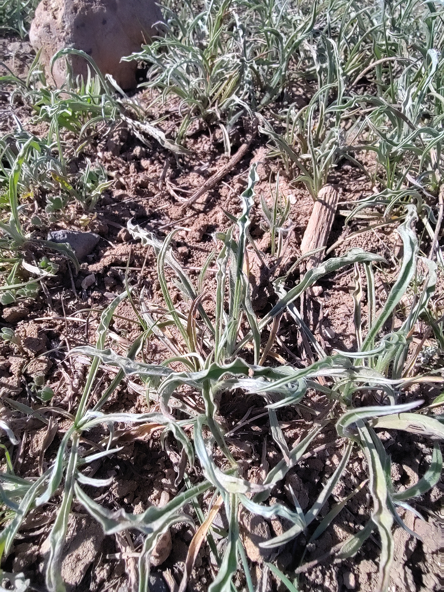 Silvery Plantain (Plantago albicans)