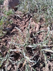 Plantago albicans, photograph Yves Bas, CC BY, iNaturalist via GBIF