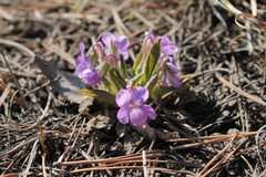 Viola gmeliniana