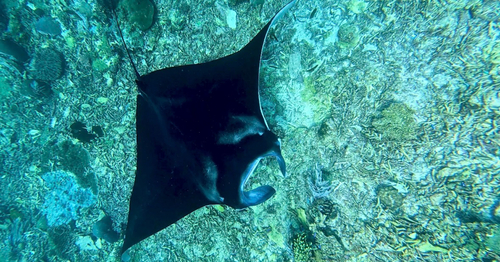 Mobula alfredi
