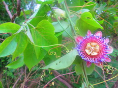 Tiliifolia